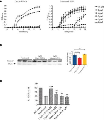 Targeting synthesis of the Chromosome Replication Initiator Protein DnaA by antisense PNA-peptide conjugates in Escherichia coli